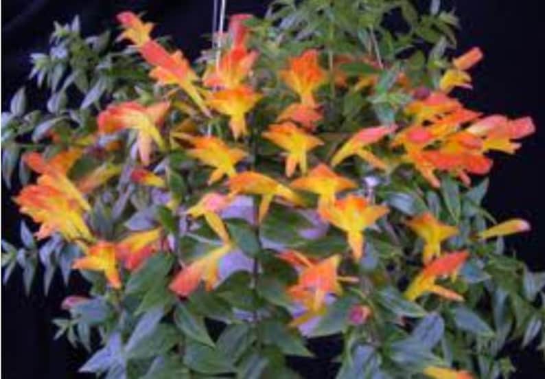 May include: A hanging basket overflowing with vibrant orange and yellow flowers. The flowers have a trumpet-like shape and are surrounded by lush green foliage. The plant is set against a dark background.