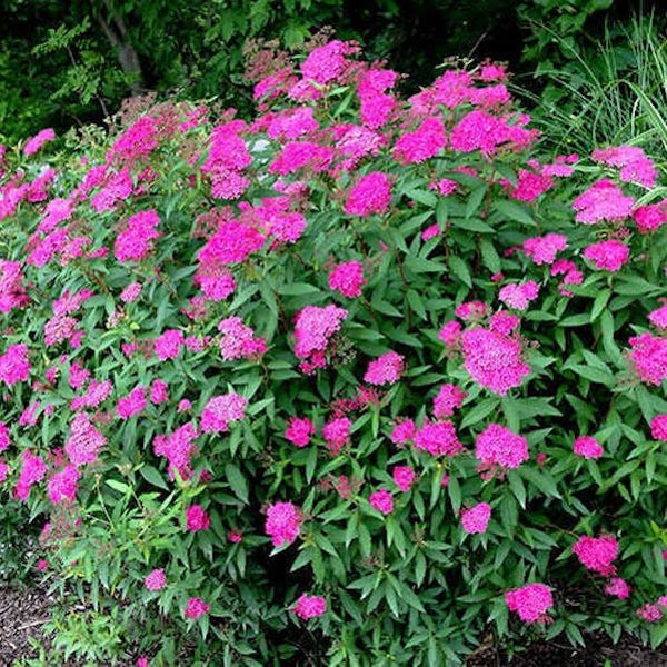 Pink Spirea Bush Cuttings Live Plant Cutting No Roots Fast Growing Plants Shrubs Flowers for Hummingbirds
