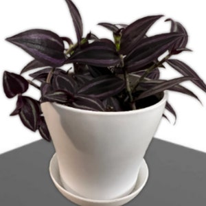 Tradescantia "DARK DESIRE" Wandering Jew Red Gem Burgundy Zebrina House Plant Purple Heart Fast Growing Plants Rare