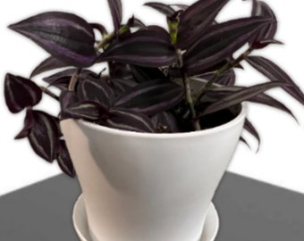 Tradescantia "DARK DESIRE" Wandering Jew Cuttings Red Gem Burgundy Zebrina House Plant Fast Growing Plants Rare