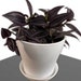 see more listings in the House Plant section