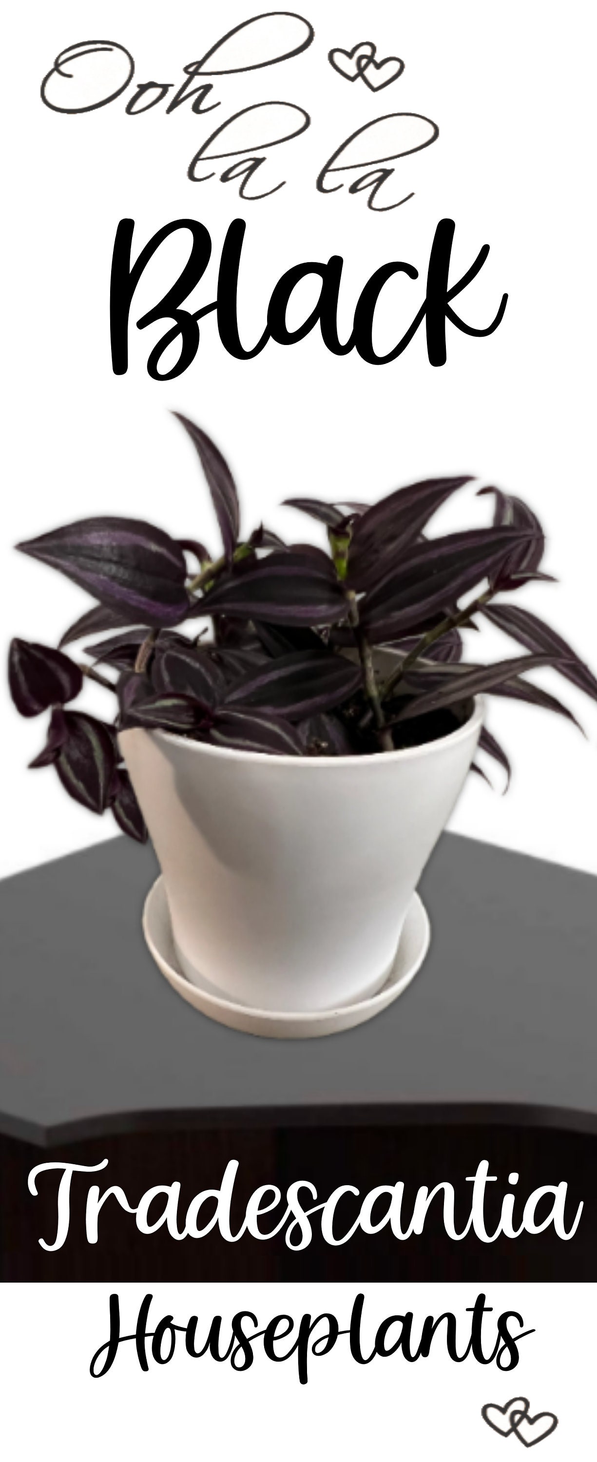 Tradescantia 