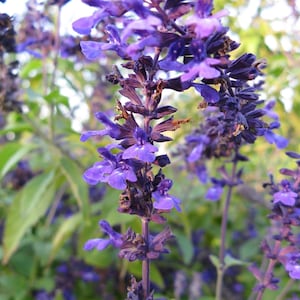 SPRING SALE - INDIGO Salvia Flowers Shrub Live Plant