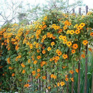 SPRING SALE Orange Black Eyed Susan Vine Live Plants Flowers House Plant Perennial
