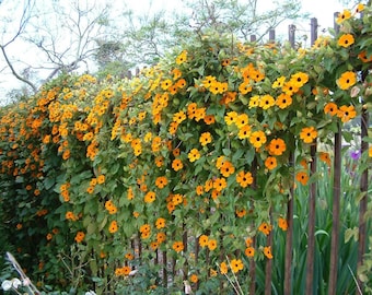 Orange Black Eyed Susan Vine Live Plants Flowers House Plant Perennial