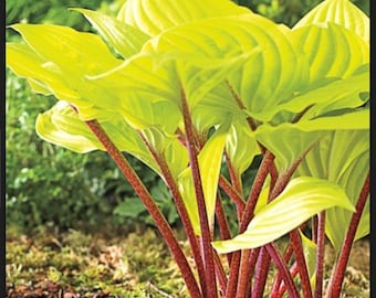 SPRING SALE - 3 Pack - Hosta Fire Island Live Plant Perennial