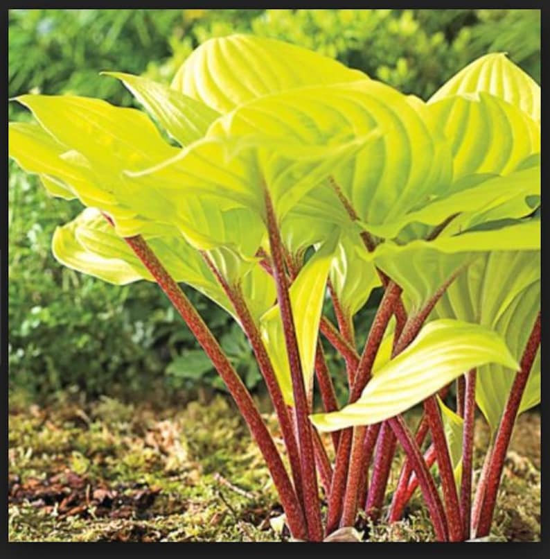 May include: A cluster of bright yellow hosta plants with red stems growing in a garden.