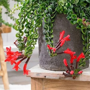 May include: A potted plant with vibrant green, curly leaves cascading from a gray pot. Bright red flowers with dark stems add a pop of color. The plant sits on a wooden surface, showcasing its unique texture and form.