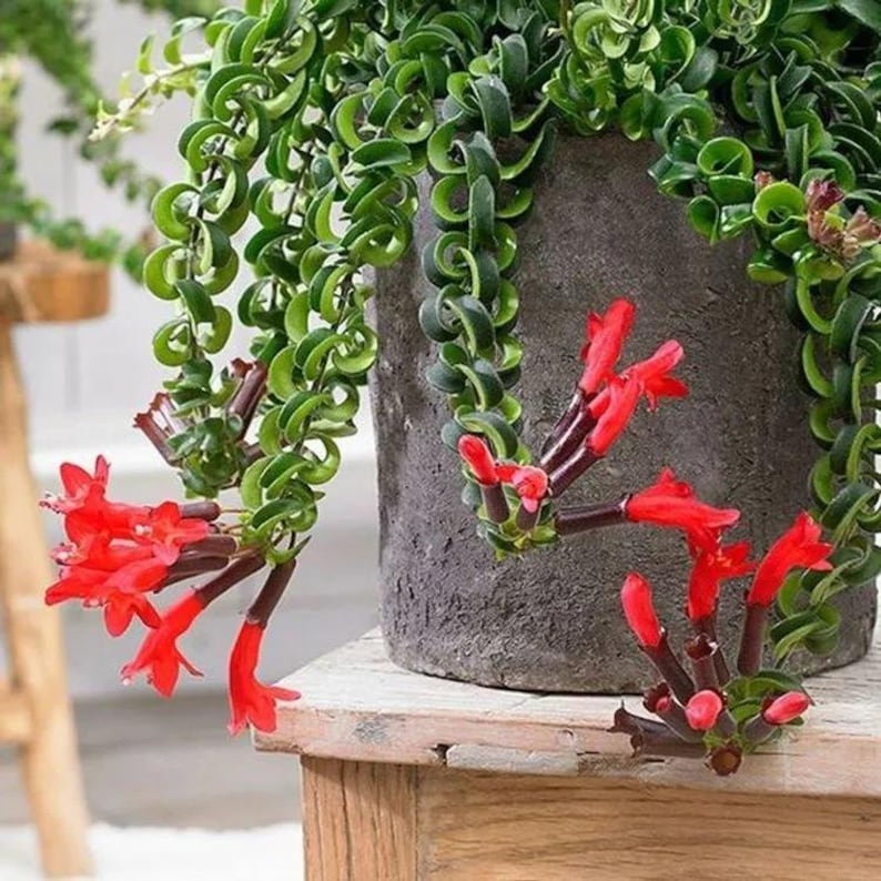 May include: A potted plant with vibrant green, curly leaves cascading from a gray pot. Bright red flowers with dark stems add a pop of color. The plant sits on a wooden surface, showcasing its unique texture and form.