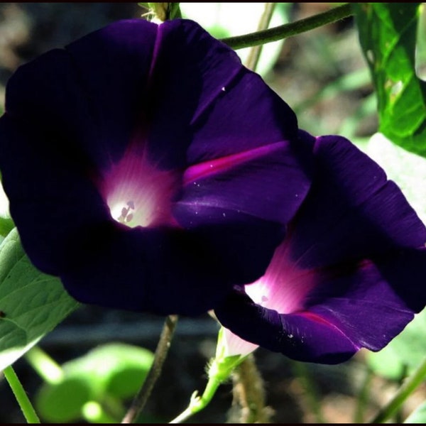 Black Morning Glory Vine Live Plants Flowers House Plant Perennial