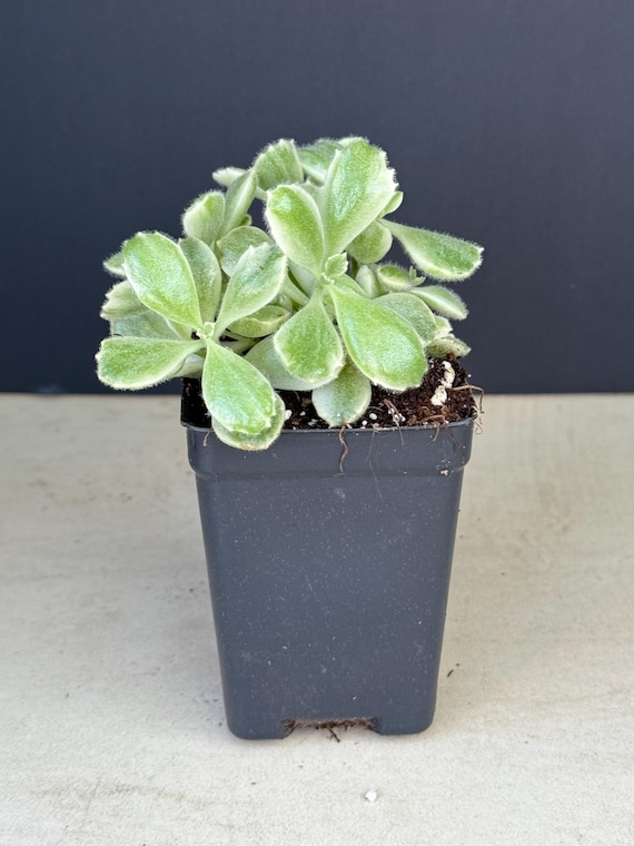 Rare Bear Paw Succulent - Cotyledon tomentosa - Easy to Grow - 2.5 Rare Bear Paw Succulent - Cotyledon tomentosa - Easy to Grow - 2.5