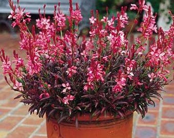 Gaura Crimson Butterflies