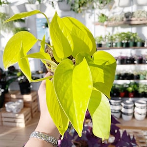 NEON Pothos Houseplants Live Plant in Pot indoor small starter USA Seller RARE Fast Growing Plants for Home Decor House Plants