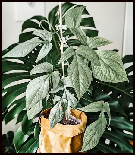 sind monstera giftig Tipps zur Pflege deiner Pflanze : Monstera deliciosa – PflanzenFuerAlle main image 0