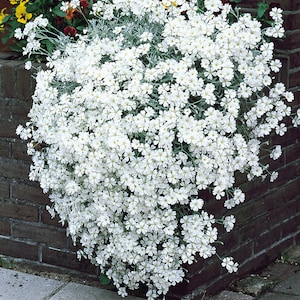 Paquete de 3 - Nieve en el verano PLANTA VIVA Flores listas para florecer Perenne