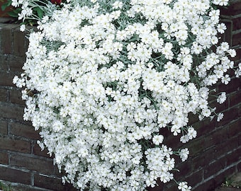 3 Pack - Snow In The Summer LIVE PLANT Flowers Ready to Bloom Perennial