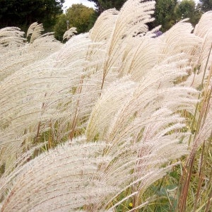 FIRE Grass Graziella White Plumes Miscanthus sinensis Red Orange Fall Color Perennial Ornamental 1 Live Plant Clumping Fast Growing Plants image 2