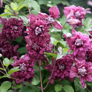 SUPER SALE Clematis Purpurea Plena Elegans Purple Multi-Color Vine Live Plants Flowers House Plant Perennial