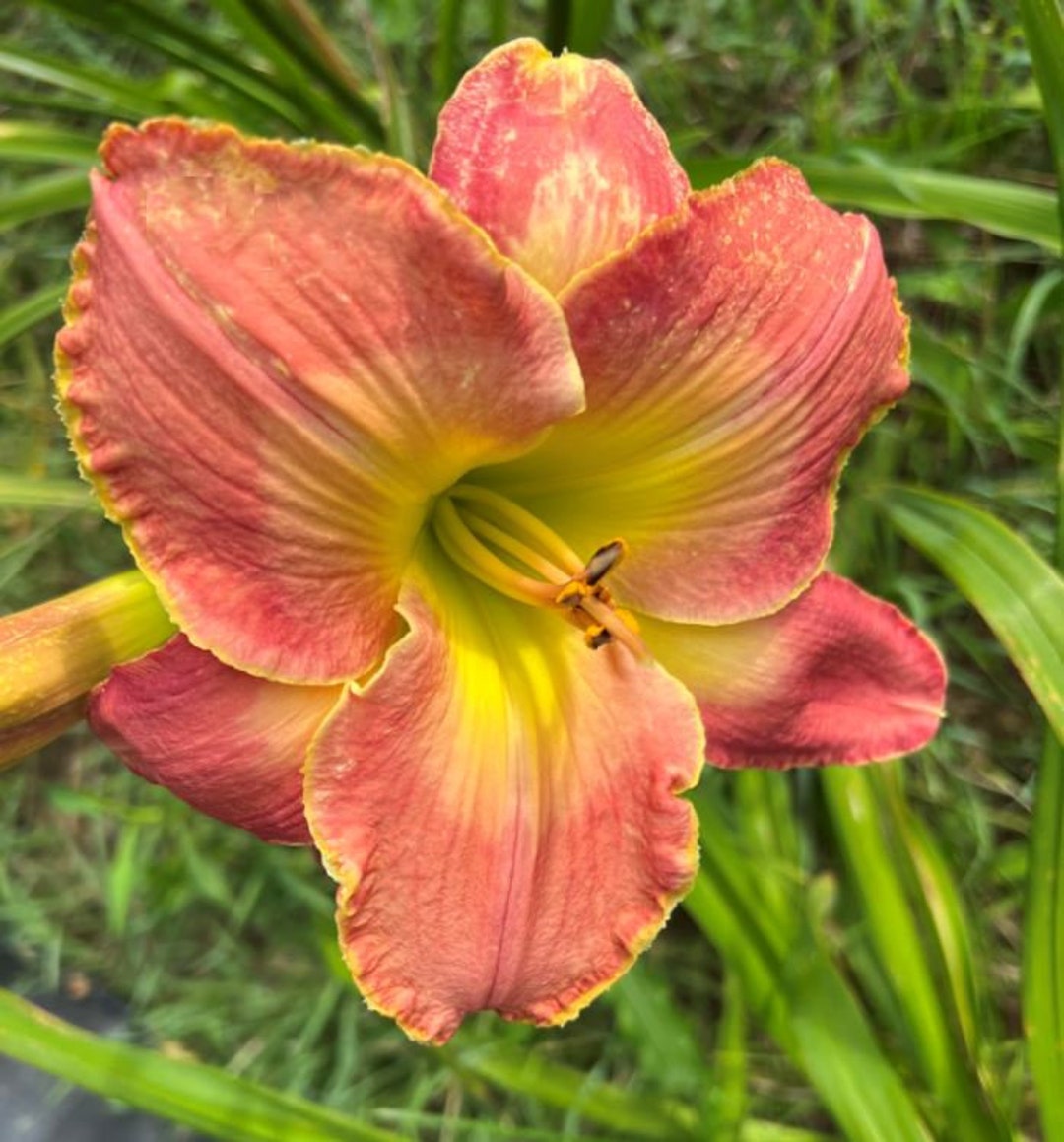 Image of Daylily perennial flower zone 4