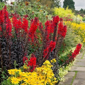 Black Truffle Red Cardinal Flower excellent combination of contrast in the Garden - Shipping Now Zones 3 - 9 Burgundy Starship