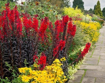 Black Truffle Red Cardinal Flower excellent combination of contrast in the Garden - Shipping Now Zones 3 - 9 Burgundy Starship