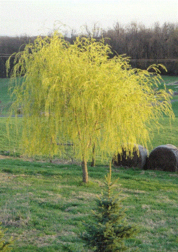 Niobe Golden Weeping Willow Tree Seedling Fast Growing Trees 
