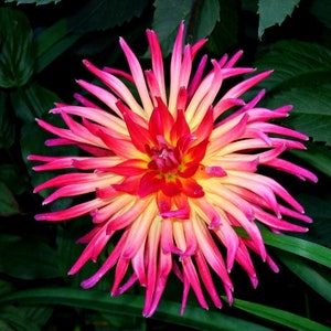 8"inch Flowers Bora Bora Dahlia Flower Plant Bulbs Perennial Flowers Live Plant Rare HUGE