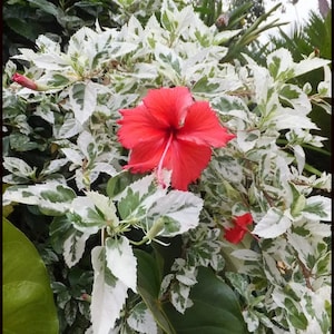 Może przedstawiać: Czerwony kwiat hibiskusa kwitnie na tle pstrokatych zielonych i białych liści. Liście mają uderzający wz&oacute;r białych plam na zielonym tle.