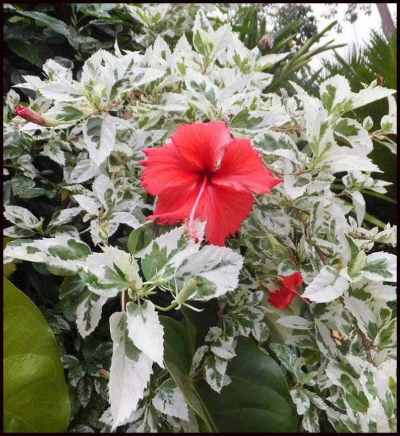 Może przedstawiać: Czerwony kwiat hibiskusa kwitnie na tle pstrokatych zielonych i białych liści. Liście mają uderzający wz&oacute;r białych plam na zielonym tle.