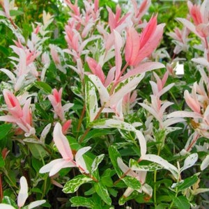 Pink "Flamingo" White Dappled Japanese Willow Cutting Live Plant Cuttings No Roots USA Seller RARE Fast Growing Plants