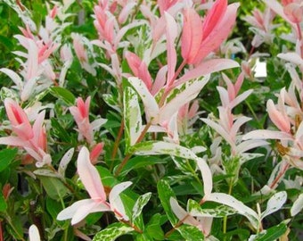 Pink "Flamingo" White Dappled Japanese Willow Cutting Live Plant Cuttings No Roots USA Seller RARE Fast Growing Plants