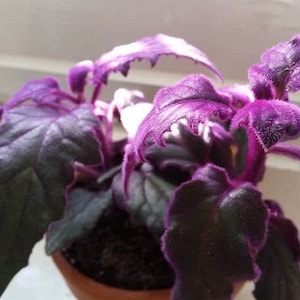Plante Gynura Purple Passion Velvet, plante d'intérieur en pot de 6,35 cm x 10,16 cm, jeune plant, plante rare à croissance rapide, moderne