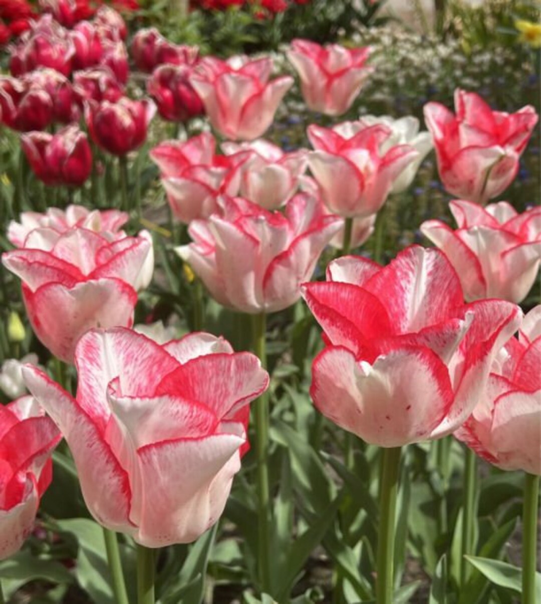 Beautytrend Tulips Flower Bulbs Bold Flowers Live Plants RARE Parrot