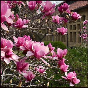 Large Pink Saucer Magnolia Flowering Tree Fast Growing Trees