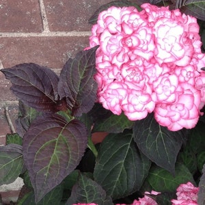 Black Hydrangea Miss Saori Pink Bi-Tone Flowers Hydrangeas Foliage Small Starter Shrub Fast Growing Tree Live Plant image 2