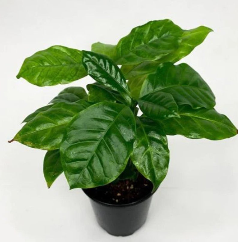 Arabica Coffee Plant Houseplants Live Plant in Pot indoor small starter USA Seller RARE Fast Growing Plants for Home Decor image 1