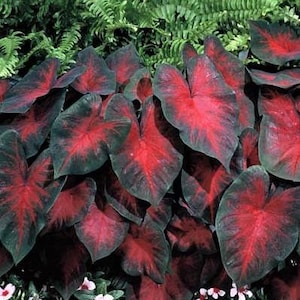 Postman Joyner Caladium Plant Houseplants Live Plants Bulbs or 2.5" x 4" Inch Pot Pink Small Starter Fast Growing Plants