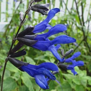 Sage Black and Blue Salvia Butterfly Bush Lilac Flowers Shrub Live Plant