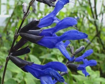 Sage Black and Blue Salvia Butterfly Bush Lilac Flowers Shrub Live Plant