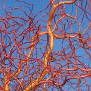 Live Scarlet Curls Corkscrew Willow Tree Cutting Live Plant Cuttings No Roots USA Seller RARE Fast Growing Plants