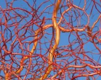 Live Scarlet Curls Corkscrew Willow Tree Cutting Live Plant Cuttings No Roots Fast Growing Plants