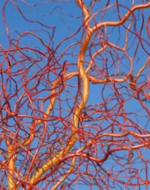 Live Scarlet Curls Corkscrew Willow Tree Cutting Live Plant Etsy