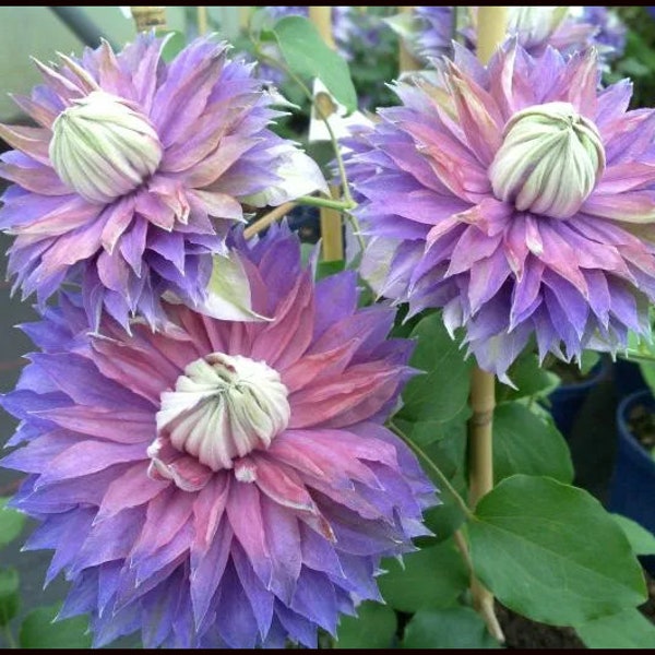 Clematis Diamantina Double Bloom Vine Live Plants Blue Pink Purple Flowers House Plant Perennial