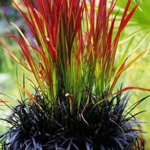 May include: A close-up of a potted plant with red and green blades of grass. The plant is surrounded by a dark, almost black, type of grass.