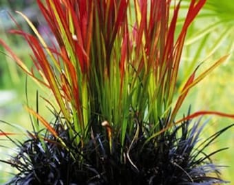 SPRING SALE - Red Baron Grass Bold Japanese Blood Grass Perennial Ornamental 1 Live Plant
