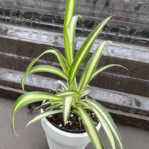 SUPER SALE Variegated Spider Plant Babies Houseplants Live Plant in Pot indoor 2.5&quot; Pot Rare Fast Growing Plants Gift | White Pot Option