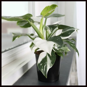 White Wizard Philodendron Houseplants Live Plant in Pot indoor 2.5" x 4" inch Pot Rare Fast Growing Plants Home Decor Gift