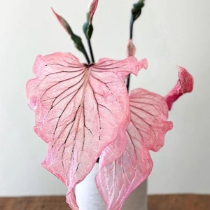 Pink Princess Symphony Caladium PPP Plant Houseplants Live Plants Bulbs or 2.5 x 4 Inch Pot Pink Small Starter Pre-Order March image 3