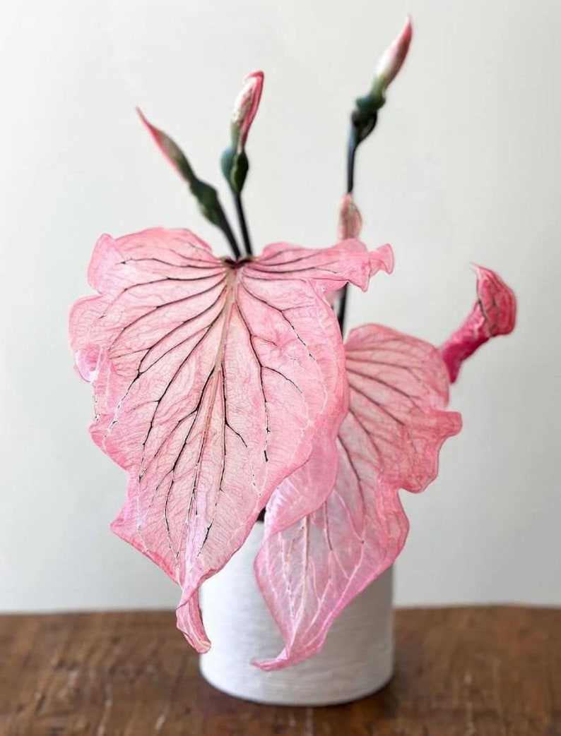 Pink Princess Symphony Caladium PPP Plant Houseplants Live Plants Bulbs or 2.5 x 4 Inch Pot Pink Small Starter Pre-Order March image 3