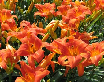 Orange Daylily Original Tiger Lilies aka Ditch Lilies | 8 Pack Clump Live Plant Bulb Rhizome